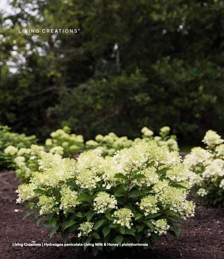 HORTENZIJA MILK & HONEY C2